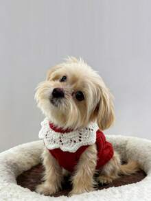 Contrast Collar Pet Sweater, Warm & Cute, Autumn/Winter - Red - View 5