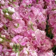 210 piezas de semillas Eds, Sakura Matthiola incana - 210 piezas - Ver 4