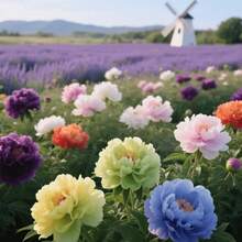 10 Piezas de Semillas de Peonía de Alta Tasa de Supervivencia - Perenne Fácil de Cultivar, Flores Completas para Patio, Jardín Interior/Exterior, Macetas y Espacios Verdes - 10 piezas/semilla - Ver 5