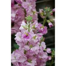 210 piezas de semillas Eds, Sakura Matthiola incana - 210 piezas - Ver 2