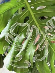 Monstera Support Stake Anti-Tip Spring Rain Bracket Fixator Green Plant Hydroponic Branch Potted Plant Support Gardening Floral Support - Multicolor - View 7