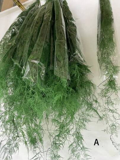 1/2/3/4/5/10支装漂白紫藤花藤蔓垂吊干花，天然保鲜垂吊苋花，适用于婚礼花束、墙面家居派对装饰