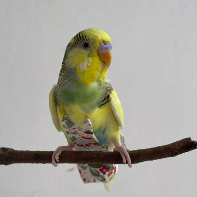 1 à 2 pièces Couches lavables et réutilisables à motifs floraux et oiseaux + laisse, adaptées aux perroquets, calopsittes, perruches moines, mainates, perruches Quaker, canaris et autres oiseaux.