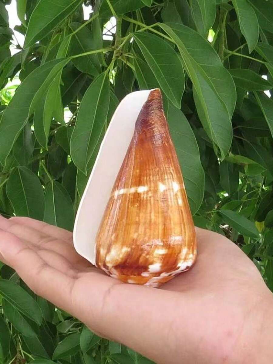 Natural Seashell Conch Aquarium Decor, Mediterranean Style Home Window Decoration, Living Room Decor, Aquarium Ornament - one-size - View 1