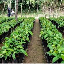 Grow Bags - Black - View 6