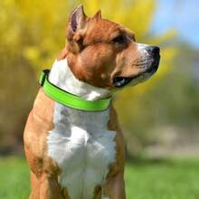 1pc Reflective Adjustable Dog Collar, Thin Nylon Webbing And Quick Release Plastic Buckle, Adjustable Nylon Collar Suitable For Small, Medium, Large Dogs, Walking & Training - Sky Blue - View 11