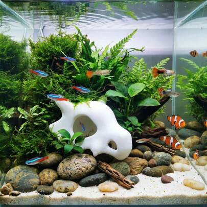 热销骷髅头，适用于水族箱、爬行动物、鱼缸、蛛形纲动物（新品）