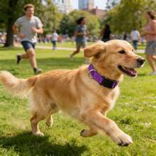 1pc Reflective Adjustable Dog Collar, Thin Nylon Webbing And Quick Release Plastic Buckle, Adjustable Nylon Collar Suitable For Small, Medium, Large Dogs, Walking & Training - Purple - View 12