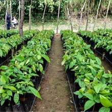 Grow Bags - Black - View 6