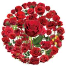 50 Pcs Transparent Red Rose Stickers - PET Waterproof For Wedding, Proposal & Gift Boxes, Phone Cases - 50PCS - View 4