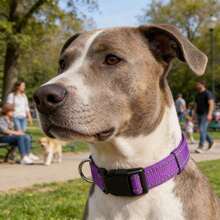 1pc Reflective Adjustable Dog Collar, Thin Nylon Webbing And Quick Release Plastic Buckle, Adjustable Nylon Collar Suitable For Small, Medium, Large Dogs, Walking & Training - Purple - View 13