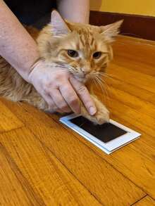 宠物爪印套装，宠物爪印相框，狗狗爪印纪念相框，猫咪爪印粘土礼品（可水洗墨水），情人节、感恩节和母亲节礼物。记录宠物成长的美好瞬间，创造难忘回忆。 - 多色 - 查看 4