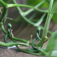 Bộ 20/50 chiếc kẹp cố định cây trồng điều chỉnh được 3.5cm, nhựa ABS, loại dán không cần khoan, giá đỡ dây leo tường, móc hình chữ S màu xanh lá cây tối giản, không làm hư hại tường/chắc chắn, không gây hư hại, cần thiết cho việc uốn nắn và sắp xếp cây trồng trong nhà và ban công. - Loại khóa gài có thể điều chỉnh - Xem 11