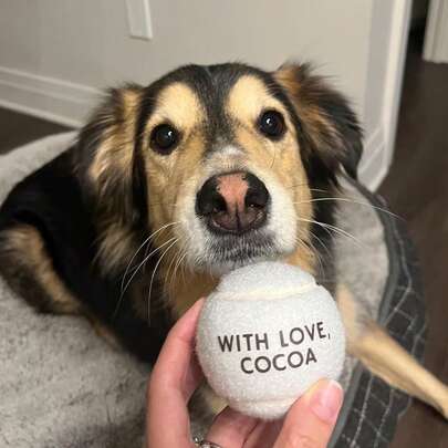 Personalized Dog Toy Ball, Customized Wedding Favors, Customized Tennis Ball With Heart Message, Tennis Player Gift, Dog Toy/Puppy Toy/Cat Toy/Tennis Toy