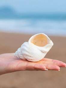 6-12cm Random Size Natural Seashell Decor, Creative Aquarium Decoration, Hermit Crab Replacement Shell, Home Desktop Ornament - A - View 7