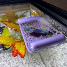 Floating Betta Fish Hammock Rest Bed, Plastic Mesh Lounger, Near-Surface Sleeping Spot For Betta, Guppy, Shrimp & Small Aquarium Fish - B - View 8