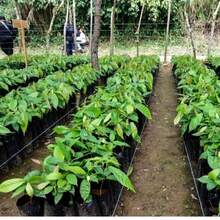 Bolsa Para Cultivo de Plantas,  Vivero, Trasplante y Forestal Perforada de 22x22 cm, 1kilo - Negro - Ver 6