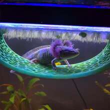 Floating Betta Fish Hammock Rest Bed, Plastic Mesh Lounger, Near-Surface Sleeping Spot For Betta, Guppy, Shrimp & Small Aquarium Fish - B - View 10