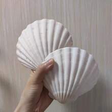Multi-Purpose Natural Seashell Seashell Notebook Blank Inner Pages Portable Design Memo Pad Loose-Leaf Notepad Students - Multicolor - View 3