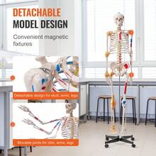 Human Skeleton Model For Anatomy, 71.65" Life Size, Accurate PVC Anatomy Skeleton Model With Ligaments, Movable Arms, Legs & Jaw, With Muscle Origin & Insertion Points, For Professional Teaching - Multicolor - View 4