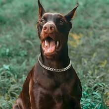 Collar de perro de acero inoxidable resistente a mordeduras - Plateado - Ver 5