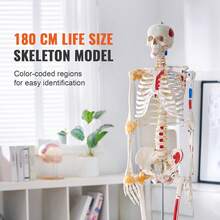 Human Skeleton Model For Anatomy, 71.65" Life Size, Accurate PVC Anatomy Skeleton Model With Ligaments, Movable Arms, Legs & Jaw, With Muscle Origin & Insertion Points, For Professional Teaching - Multicolor - View 2