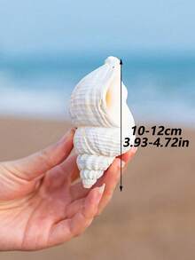 6-12cm Random Size Natural Seashell Decor, Creative Aquarium Decoration, Hermit Crab Replacement Shell, Home Desktop Ornament - A - View 2