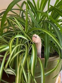 趣味十足的“渴虫”植物装饰品，可爱的树脂花园庭院配件，适合室内/室外植物装饰，为您的花园增添魅力 - 蚯蚓裝飾 - 查看 5