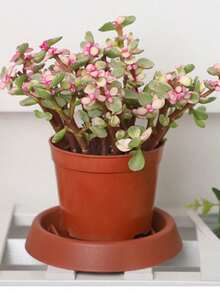 2pcs Thickened Drainage Tray Flower Pot Bottom Mat, Breathable Anti-Rot Pad For Potted Plants And Succulents - Multicolor - View 3