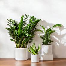 vancasso 3-Piece Ceramic Flowerpot Set, Low-Base Straight-Sided Flower Pot In Black/Blue/Gray/Khaki/White, Plant Pots With 3 Different Sizes: 6.25 Inches, 8.25 Inches And 10.25 Inches, Suitable For Multiple Scenes For Display And Viewing - Trắng - Xem 6