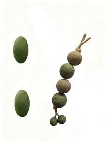 10个装猫薄荷+马塔塔比球宠物猫玩具 - 防咬咀嚼玩具，缓解无聊 - 牙膏棒，自娱自乐啃咬，舒缓宠物玩具 - 彩色 - 查看 8