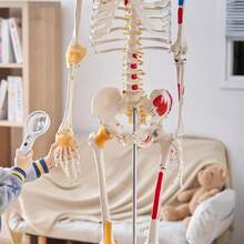 Human Skeleton Model For Anatomy, 71.65" Life Size, Accurate PVC Anatomy Skeleton Model With Ligaments, Movable Arms, Legs & Jaw, With Muscle Origin & Insertion Points, For Professional Teaching - Multicolor - View 9