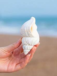 6-12cm Random Size Natural Seashell Decor, Creative Aquarium Decoration, Hermit Crab Replacement Shell, Home Desktop Ornament - A - View 8