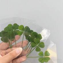 1张/3张/9张幸运四叶草书签 - 透明治愈系贺卡，含真四叶草茎，新年礼物，生日礼物，派对礼品 - 彩色 - 查看 2