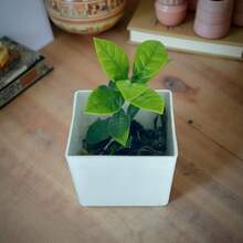 Kit Decorativo - 4 Mini Vasinhos Decorativos com Plantinhas Artificiais - Branco - Visão 3