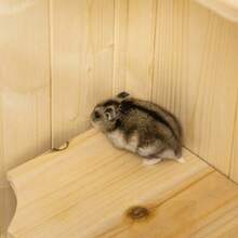 Wooden Hamster Cage, 5 Levels, Rodent Cage, Small Animal Cage With Wire Mesh Roof And Ramps, Large Wooden Cage, Mouse Cage, Cage For Hamsters And Dwarf Hamsters, 60 X 40 X 120 Cm, Natural Wood - Champagne - View 8