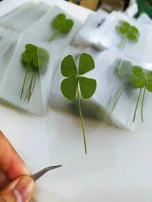 四叶草、植物标本、树脂、胶水、手机壳、书签、相框、DIY材料包 - 8Pcs - 查看 7