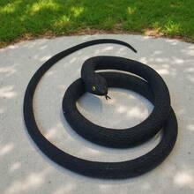 逼真橡胶蛇玩具，恐怖眼镜蛇模型，万圣节恶作剧道具，吓人玩具，搞笑礼物，蛇类教育模型 - 彩色 - 查看 8