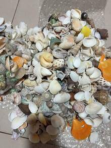 Túi 50g/100g/200g vỏ sò mini nhiều màu sắc hỗn hợp - 12 kiểu dáng độc đáo, thích hợp cho đồ thủ công DIY, sổ lưu niệm, trang trí chai trôi và bể cá, quà tặng sinh nhật & tốt nghiệp. (Sản phẩm tự nhiên, có thể hơi khác so với hình ảnh, có thể có một số hư hỏng nhỏ và bong tróc) - Ngẫu nhiên (màu ngẫu nhiên) - Xem 4