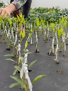 Grafting Tape, Stretchable Gardening Grafting Tape, Plant Repair Grafting Tape, Fruit Tree Grafting Tape, Plant Grafting Film Gardening Tape, Tree Bandage Repair Tape, Petri Dish, Nursery - Grafting Membrane - View 10