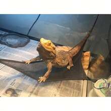 防逃脱蜥蜴牵引绳套装，包含遮阳帽和便携式日光浴吊床，可爱爬行动物时尚组合 - 彩色 - 查看 2