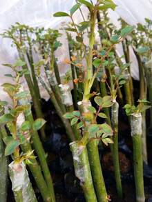 Grafting Tape, Stretchable Gardening Grafting Tape, Plant Repair Grafting Tape, Fruit Tree Grafting Tape, Plant Grafting Film Gardening Tape, Tree Bandage Repair Tape, Petri Dish, Nursery - Grafting Membrane - View 11