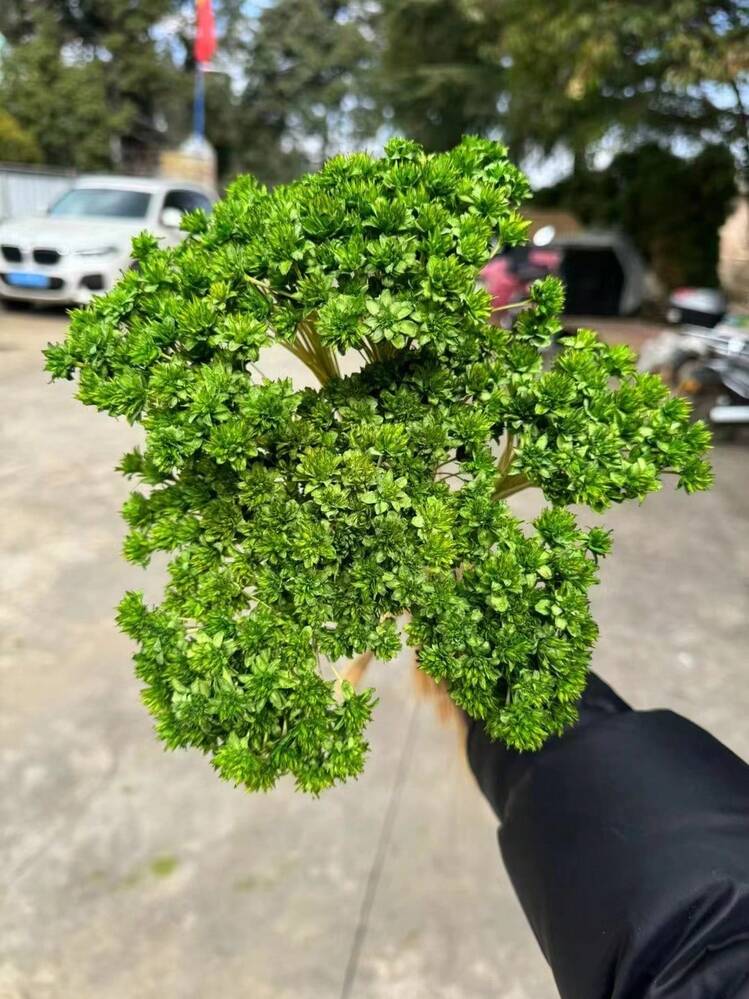 30/60/100/200 片装天然彩色干花 - 迷你 DIY 花艺材料 | 家居装饰/花束制作/婚礼装饰 | 圣诞节/母亲节礼物 | 花艺用品 - 多色 - 查看 28