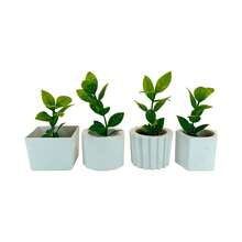 Set Of 4 Artificial Arrangements With Dehydrated Natural Moss - Natural Beauty Without Maintenance - White - View 3