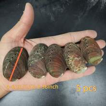 Premium Abalone Shell - Ideal For Jewelry Making, Meditation, And Home Decor | Unique Gift Idea - Multicolor - View 12