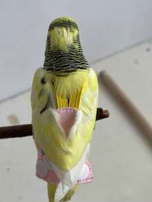 1-2pcs Bird Diaper (Random Print) + Leash, Reusable Bird Diaper - Washable Parrot Diaper With Lining And Adjustable Snap Suitable For Pigeons - Multicolor - View 3