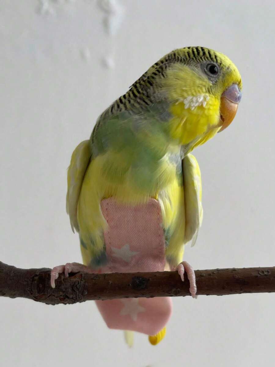 1-2pcs Bird Diaper (Random Print) + Leash, Reusable Bird Diaper - Washable Parrot Diaper With Lining And Adjustable Snap Suitable For Pigeons - Multicolor - View 1