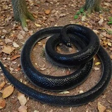 逼真橡胶蛇玩具，恐怖眼镜蛇模型，万圣节恶作剧道具，吓人玩具，搞笑礼物，蛇类教育模型 - 彩色 - 查看 12