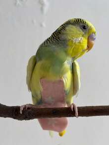 1-2pcs Bird Diaper (Random Print) + Leash, Reusable Bird Diaper - Washable Parrot Diaper With Lining And Adjustable Snap Suitable For Pigeons - Multicolor - View 6