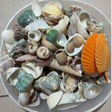 1 Box Approx. 150/10g Ocean Shells & Conch - For DIY Jewelry Making, Fish Tank, Bathroom Home Decor, Party Candles, Wedding Decoration, Handmade Crafts, (Due To Lighting, Display Etc., The Actual Product May Have Slight Color Difference"; Natural Shells & Conch Are Marine Organisms, Not Perfect, Size, Color, Pattern Depth Vary (Product Box Is 150g, Small Bag Is 10g, Please Read Title Carefully Before Purchasing, Product Is Fragile, May Be Slightly Damaged During Transportation, Please Read Title Carefully Before Purchasing, Product Shipped Randomly) - Multicolor - View 10